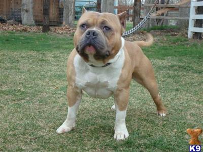 Stud Dogs - American Pit Bull